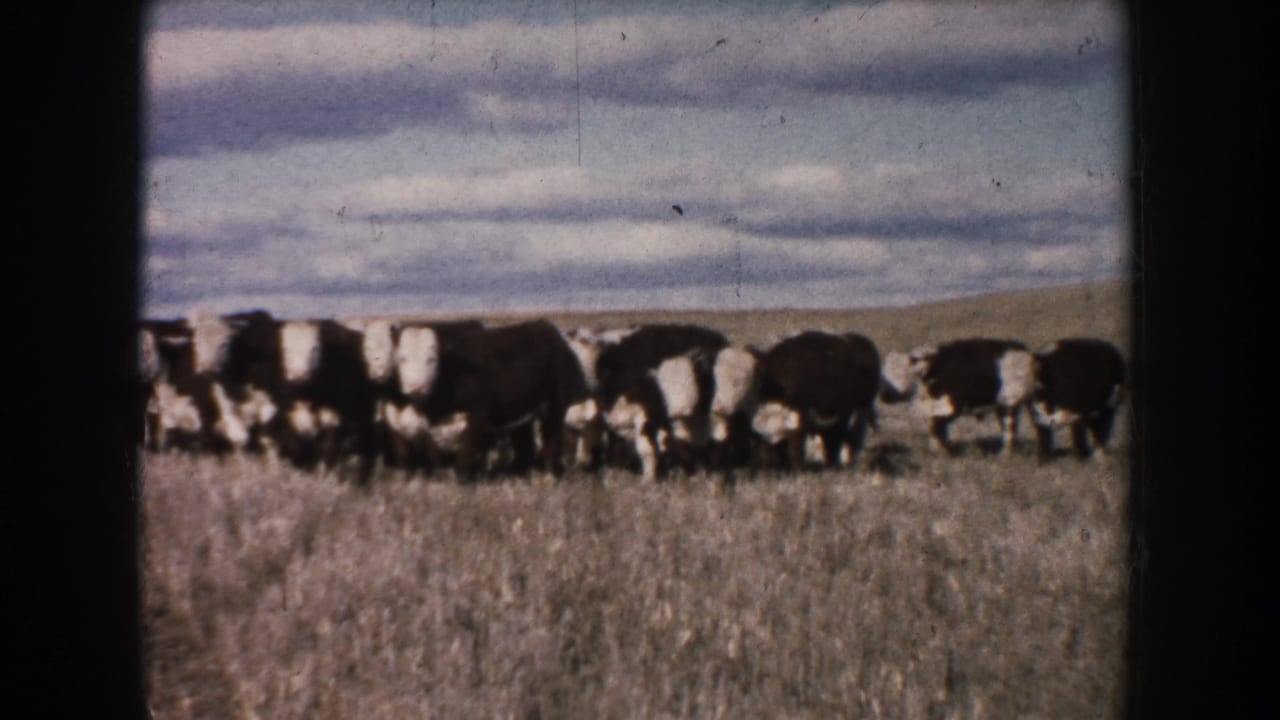 A line of black-and-white cows stands across a grassy pasture with clouds overhead.