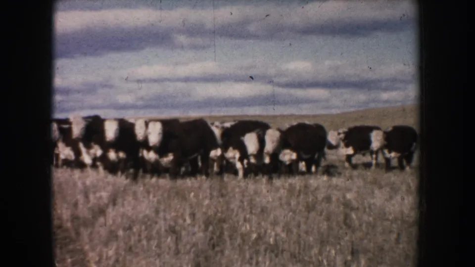 Black-and-white cattle are spread across a grassy South Dakota field in this 1953 8mm home-movie frame.