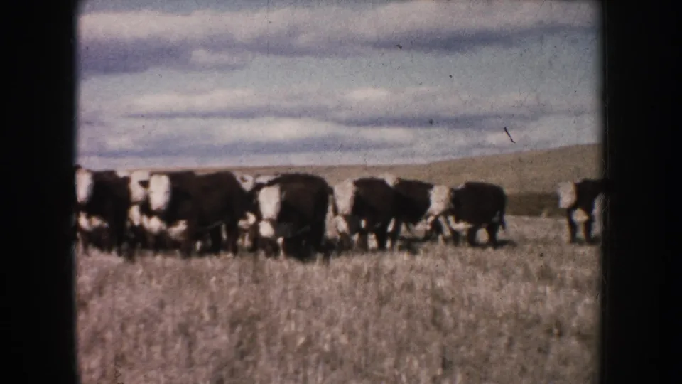 The herd remains close together in dry South Dakota grass, with soft color and dark 8mm borders visible.