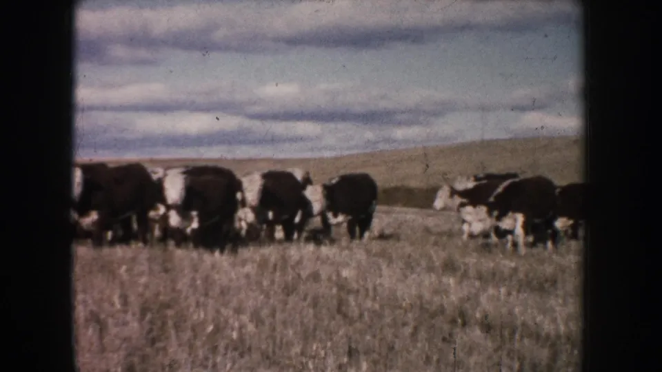 Black-and-white cows stand and drift within an open South Dakota pasture, recorded on 1953 8mm home-movie film.