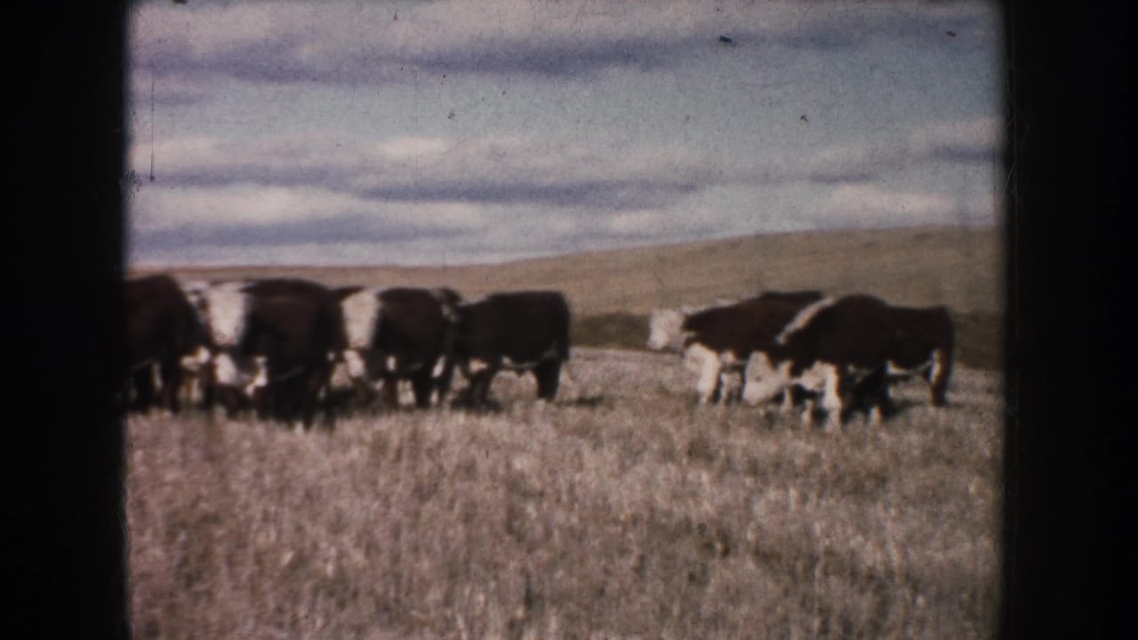 1953 South Dakota 8mm frame showing a herd of black-and-white cattle grazing across open dry pasture under clouds.