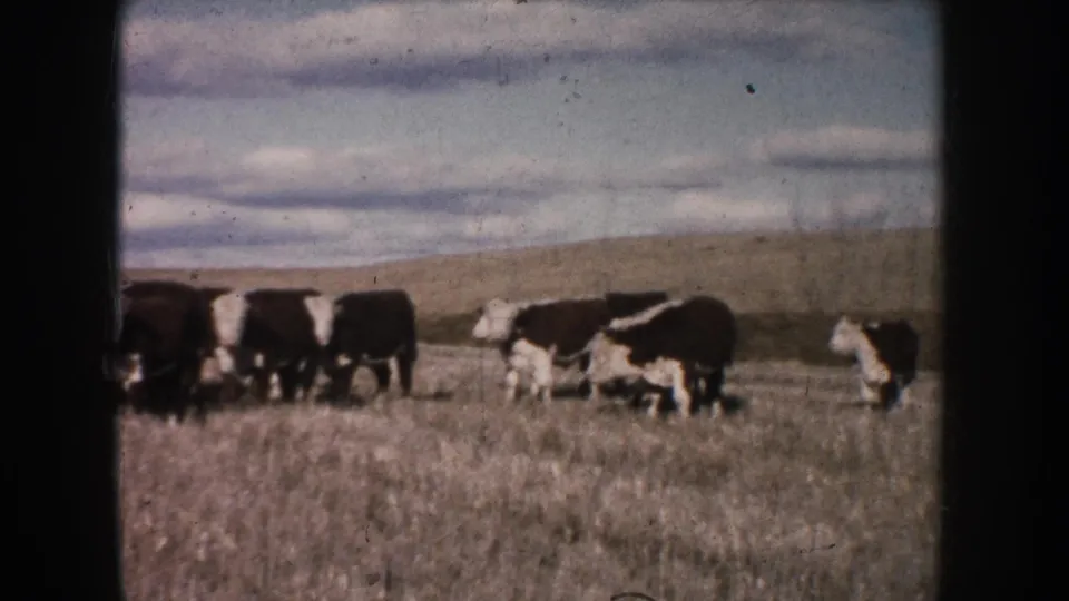 1953 South Dakota 8mm view of cattle spread across dry pasture, with low hills and a cloudy sky in the background.