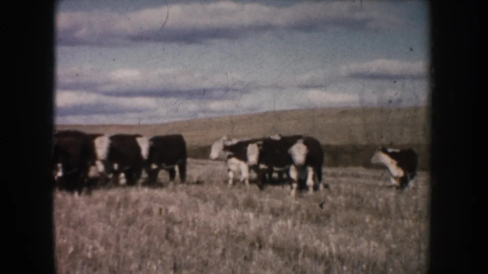 1953 South Dakota 8mm frame of cattle grazing and shifting across a dry field, with one cow standing apart to the right.