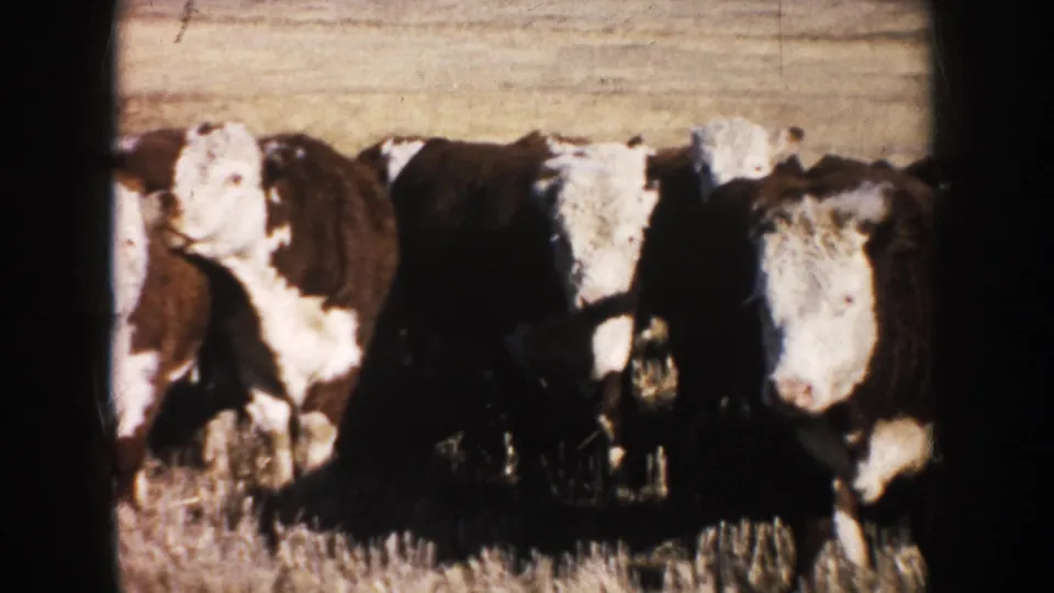 1953 South Dakota 8mm close view of black-and-white cattle standing near the camera in dry grass.