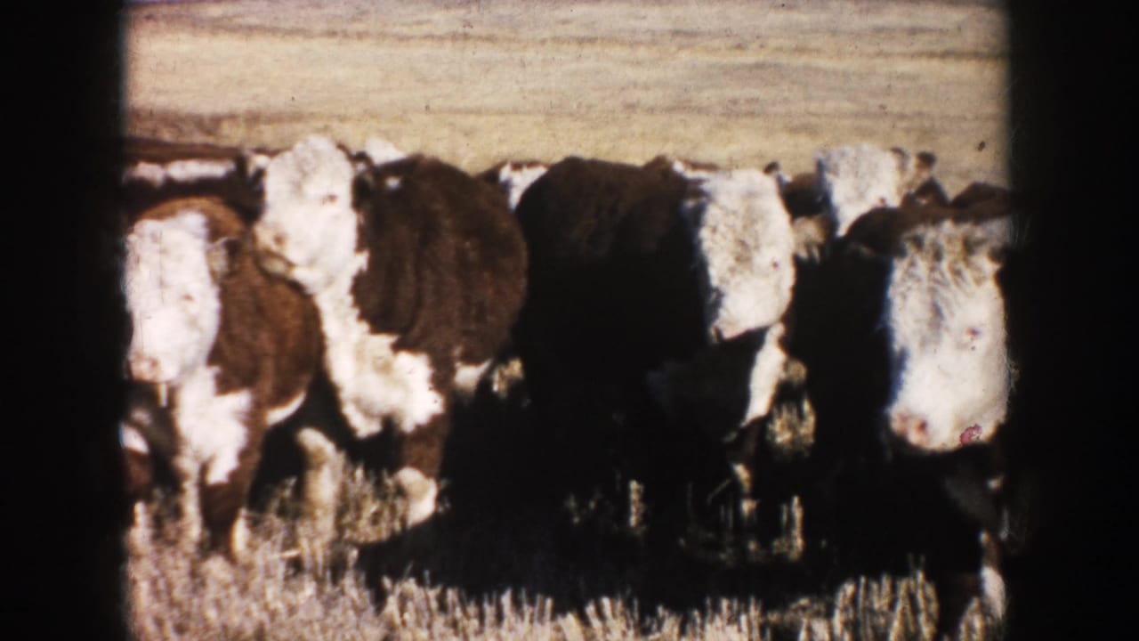 1953 South Dakota 8mm frame showing brown and white Hereford cattle clustered in a dry field under daylight.
