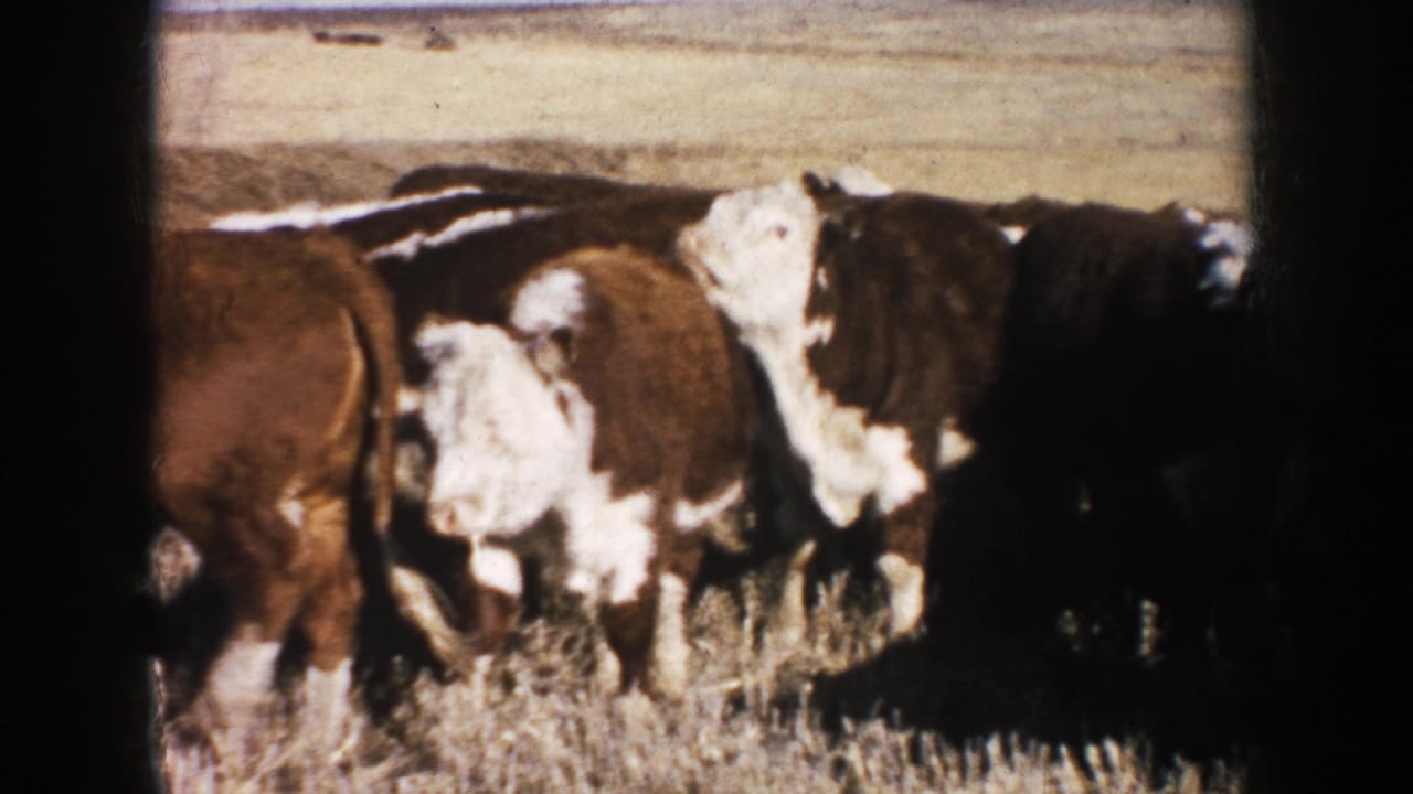 Clustered cattle in a dry field, with one animal turned broadside near the center.