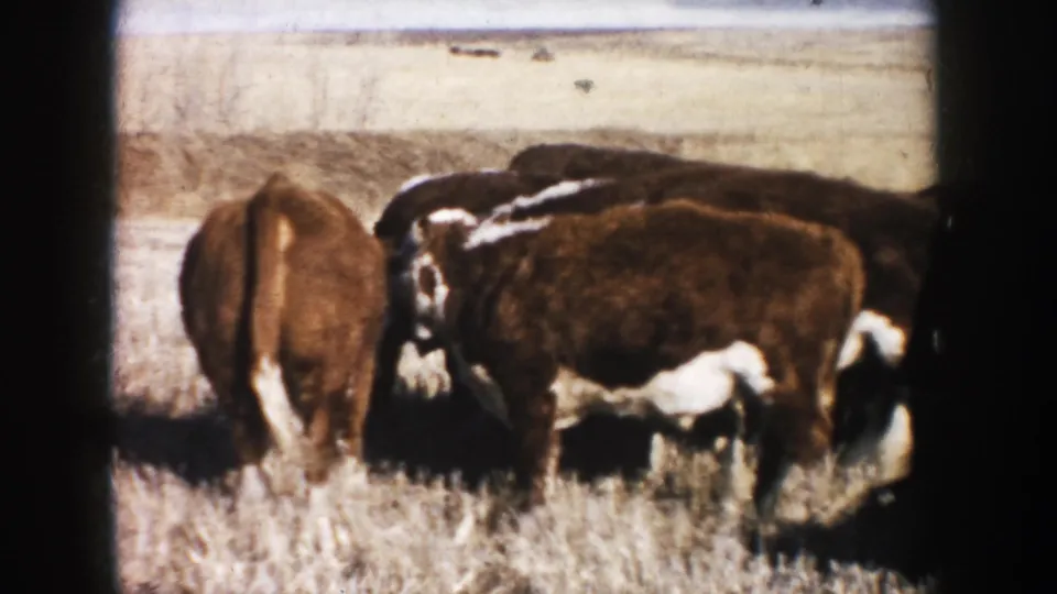 1953 South Dakota frame with Hereford cattle turned away and sideways in a dry pasture, photographed on 8mm film.