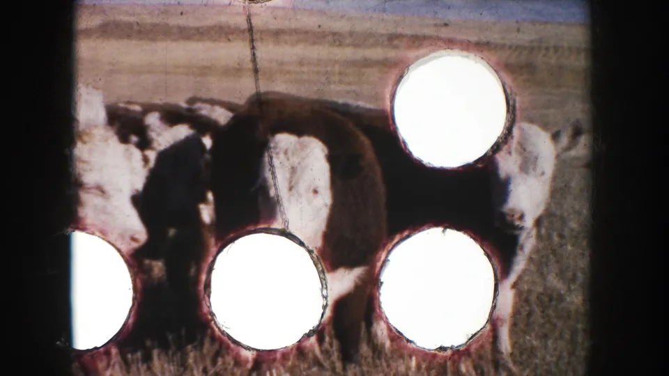 South Dakota Hereford cattle in a dry field, partly covered by bright circular film damage in the 8mm contact frame.