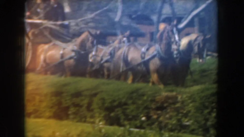 A team of brown horses in harness pulls the carriage through the Knott's Berry Farm ride area in 1961 home-movie footage.