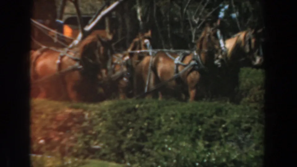 Brown horses in harness draw the orange carriage through a shaded Knott's Berry Farm setting with trees and shrubs.