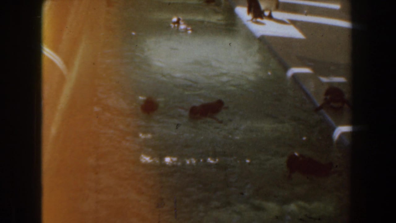 1961 Knott's Berry Farm frame showing sea lions swimming in a greenish pool near concrete ledges, with warm film flare at the edge.