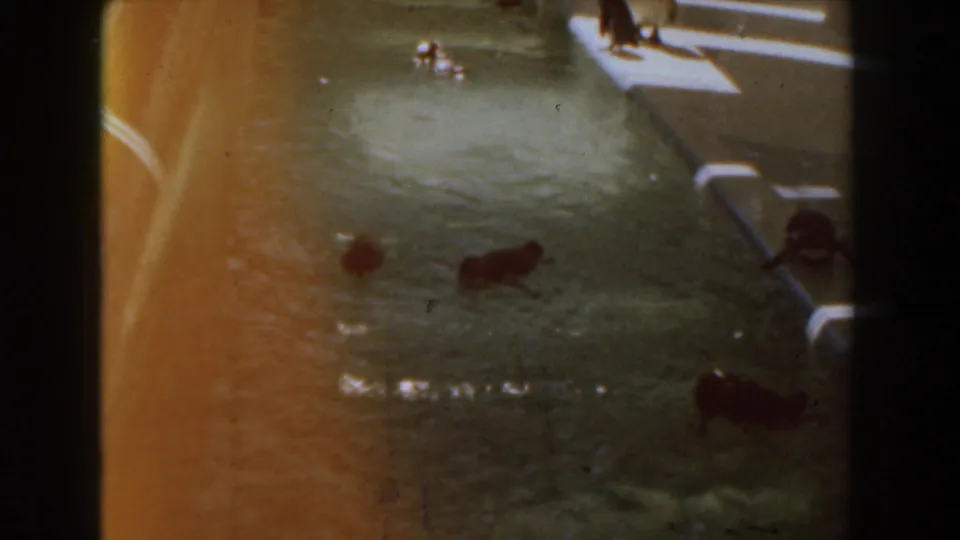 1961 Knott's Berry Farm frame showing sea lions swimming in a greenish pool near concrete ledges, with warm film flare at the edge.