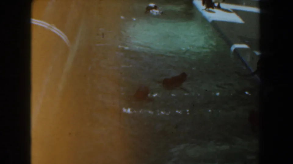 1961 Knott's Berry Farm home-movie view of sea lions swimming through rippled pool water, partly softened by exposure and age.