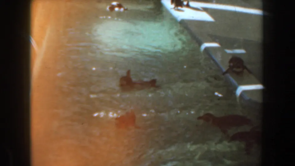 1961 Knott's Berry Farm frame with multiple sea lions in the pool, including one near a concrete ledge and bright reflected water.