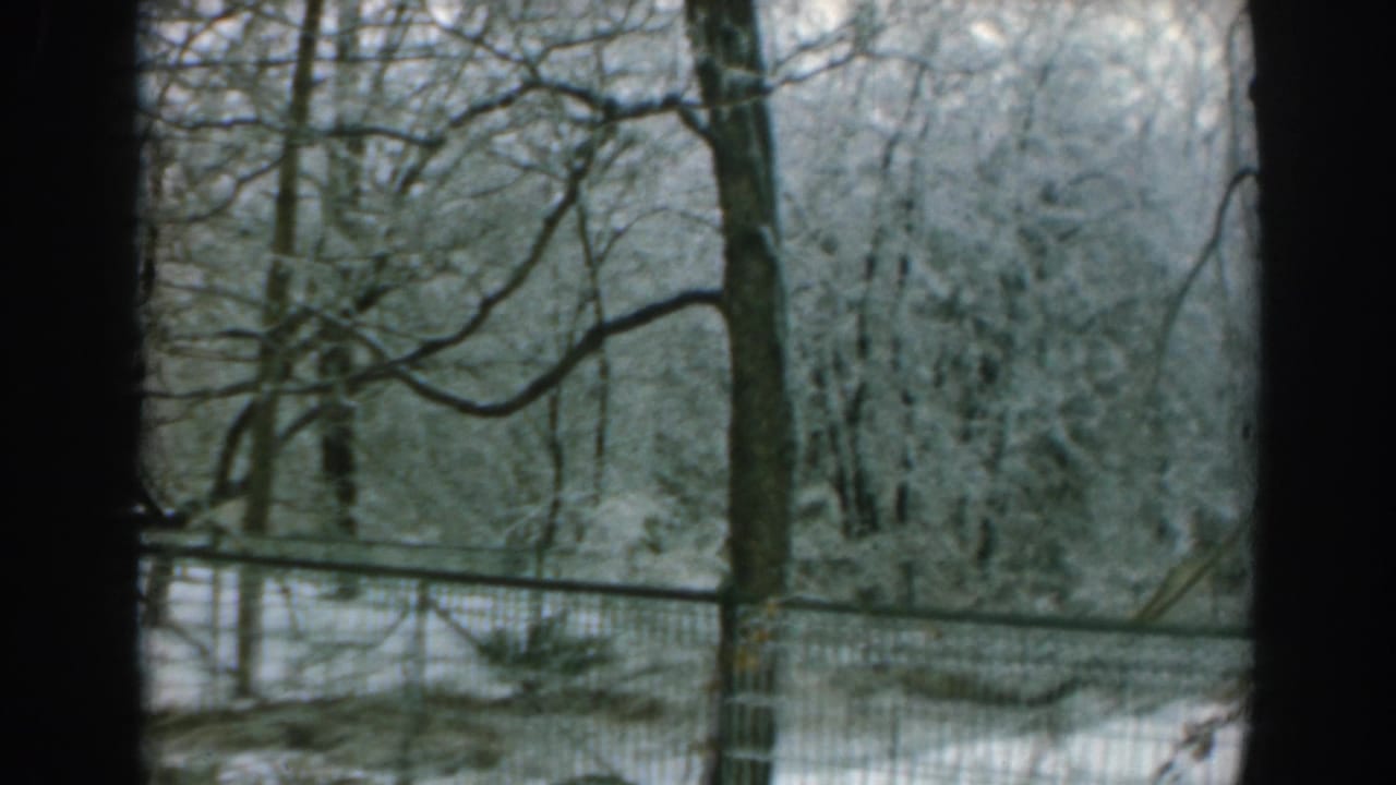 Snow-covered trees and metal fencing in an empty winter park.