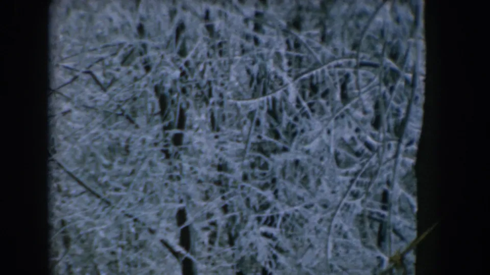 1962 Greek 8mm frame with dense snow-coated branches and dark tree trunks, partly obscured by a window mullion.