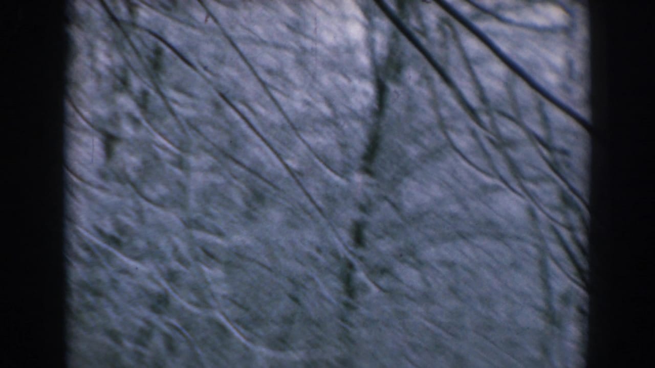 1962 8mm home-movie frame from Greece showing bare winter branches and snow-coated woods between dark vertical trunks.