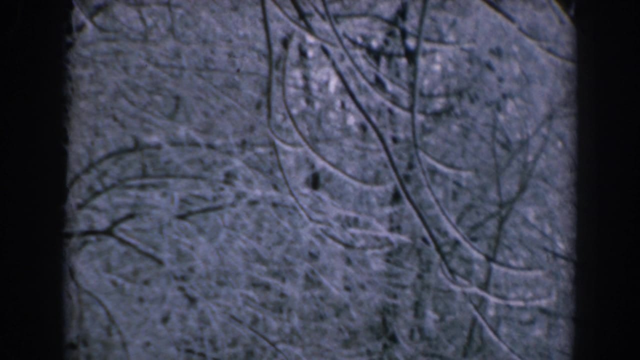 Dense bare branches and snowy trees with a dark trunk at center.