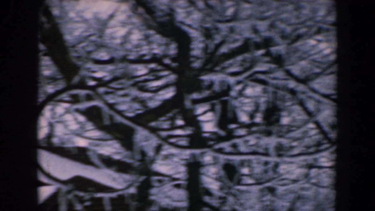Bare tree branches and snow-covered ground seen in a dark, wintry wooded view.
