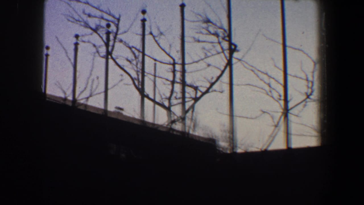 Flagpoles and leafless branches silhouetted above a dark building edge.
