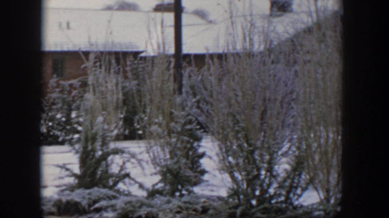 Snowy yard with bare shrubs, evergreen trees, and a house roofline behind them.