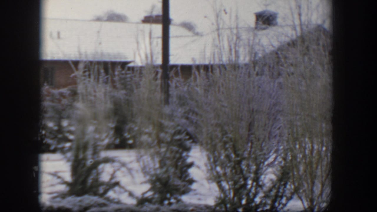 Snowy shrubs and evergreen trees stand in front of a house roofline.