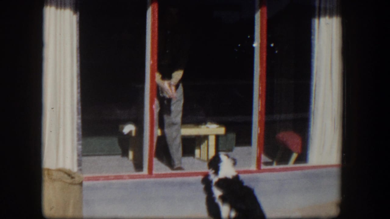 Black and white dog sits outside a glass window while a man stands inside near a table.