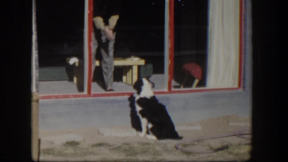 A black and white dog holds its position outside the red-trimmed window while the man remains visible inside the house.