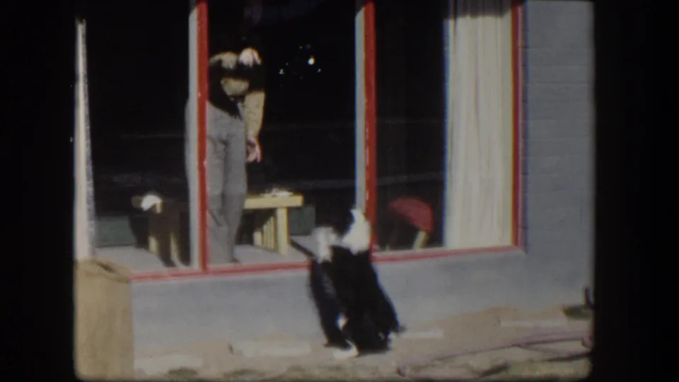 1954 Nevada home-movie frame showing the black and white dog closer to the window, looking up toward the person indoors.