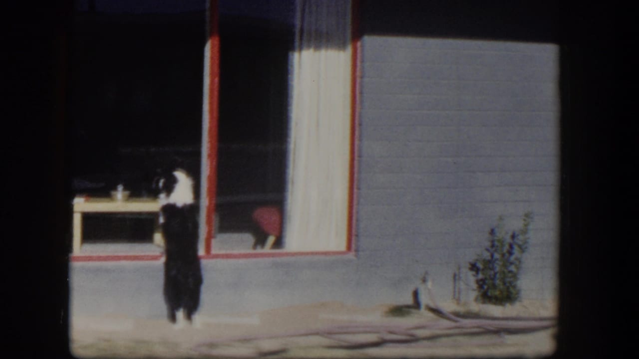 Small black and white dog standing at a large window with red trim.