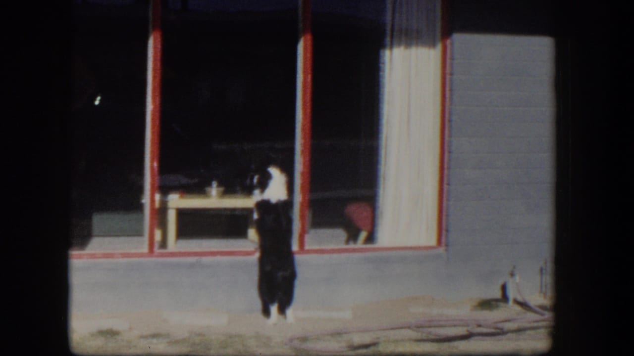 Dog upright outside a red-trimmed window with curtains and furniture inside.