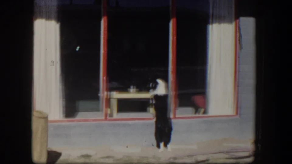 Black and white dog at a residential window, seen in soft 8mm color with a visible interior table.
