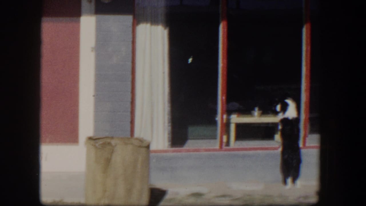 Black and white dog standing by a red door and dark window on a sunny porch.