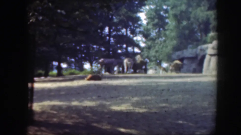 1948 Washington DC zoo frame showing giraffes or similar tall animals in an open enclosure near trees and artificial rock formations.