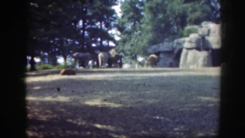 Washington DC zoo home-movie frame from 1948 showing striped animals and giraffes near artificial rockwork in a shaded enclosure.