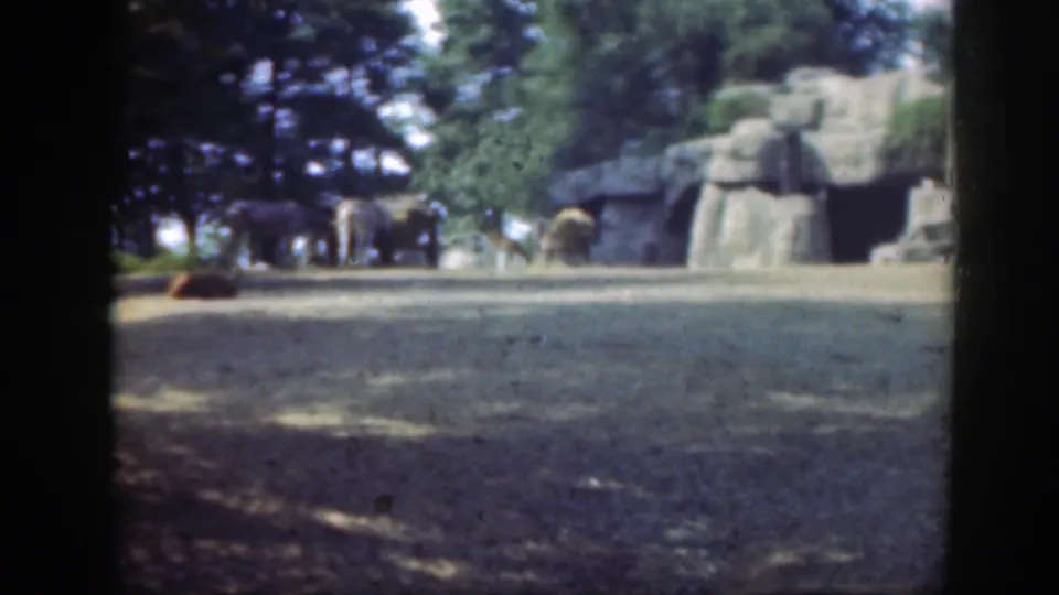 1948 Washington DC zoo footage frame with giraffes, a striped animal, trees, and artificial rocks in a wide enclosure view.