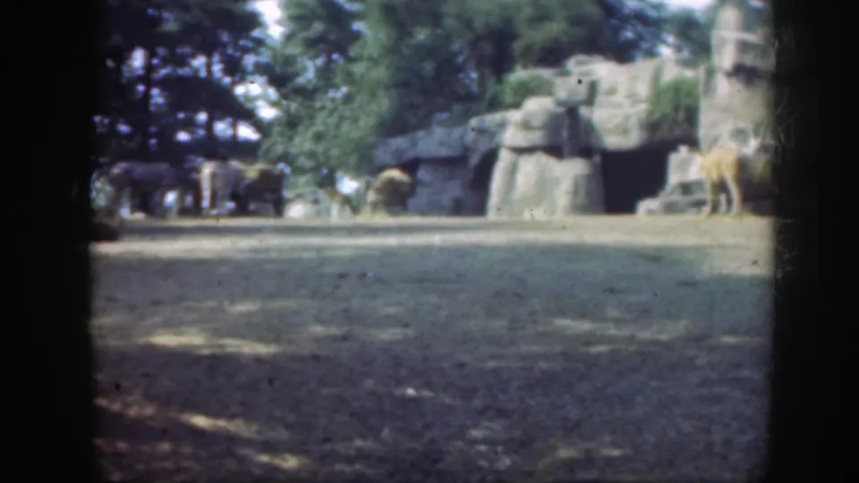 1948 Washington, DC zoo footage showing an elephant near artificial rockwork and shaded trees within a filmed 8mm frame.