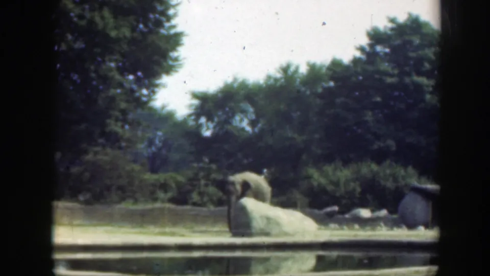 A large animal, likely an elephant, rests beside a stream or pond edge in the 1948 Washington, DC zoo footage.