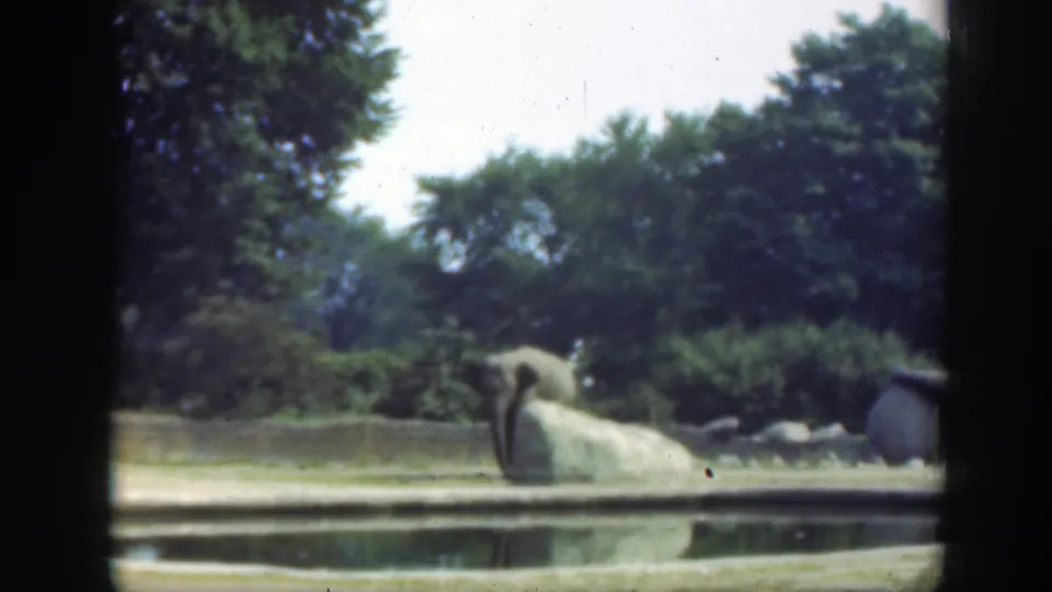 The final frame shows a large animal near water, with dense greenery and the soft color of 8mm home-movie footage.