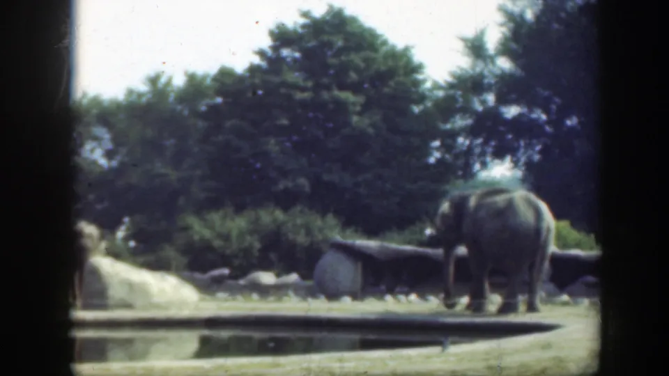 A large elephant is viewed from behind in the Washington DC zoo enclosure, with grass, rocks, a pond edge, and trees visible.