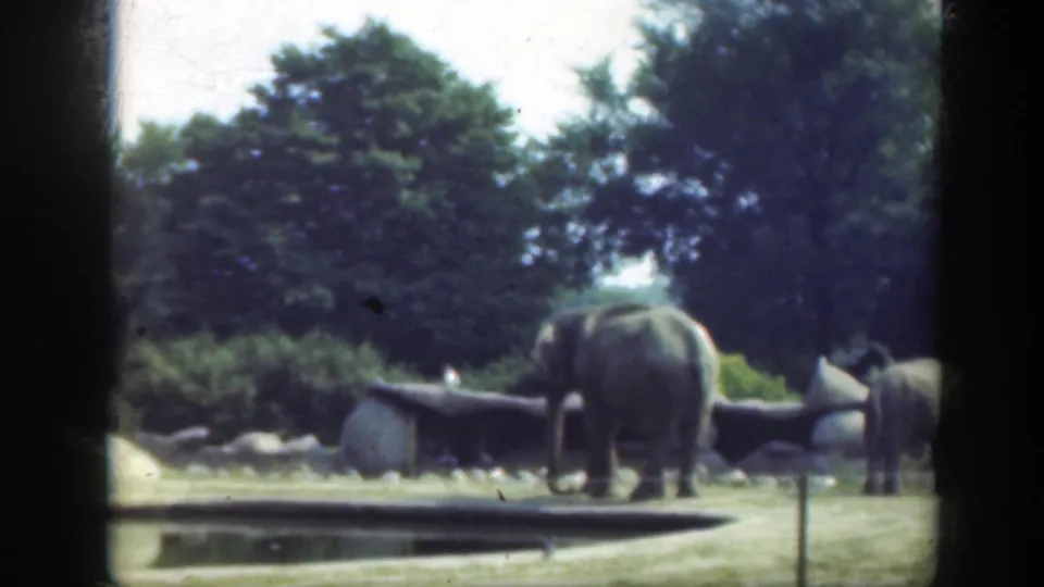 Two elephants appear in the 1948 Washington DC zoo scene, standing near a pond, rocks, grass, and dense trees.