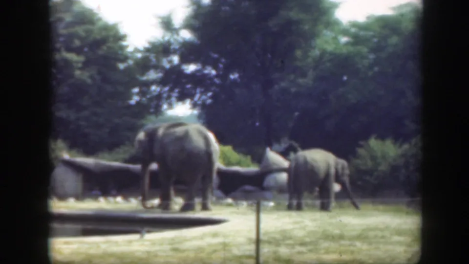 Two elephants are visible in the Washington DC zoo enclosure, with a pond edge, rocks, grass, and leafy trees in the background.