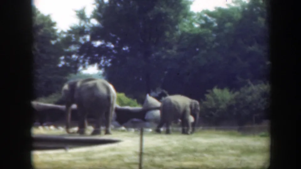 1948 Washington, DC home-movie frame showing two elephants on grass with trees behind them, viewed through a dark frame.