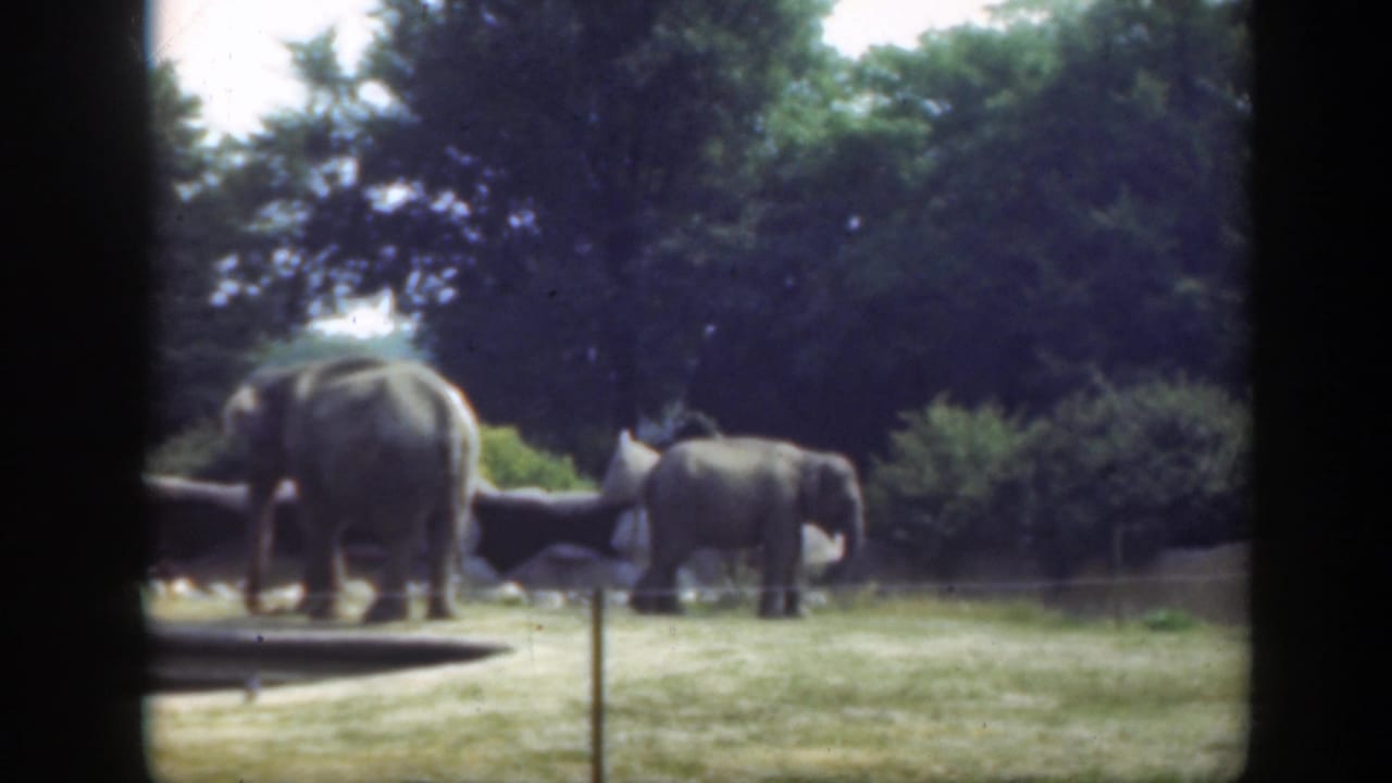 Two elephants stand on grass near trees and a low enclosure edge.