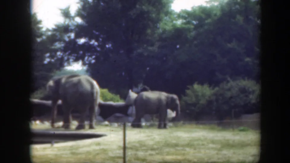 1948 Washington, DC zoo footage frame with two elephants in a grassy enclosure, partially framed by dark vertical edges.