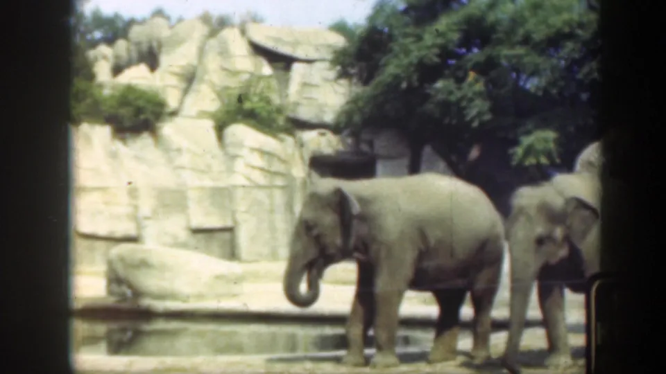 1948 Washington, DC home-movie frame showing elephants beside rockwork, trees, and a shallow enclosure edge.