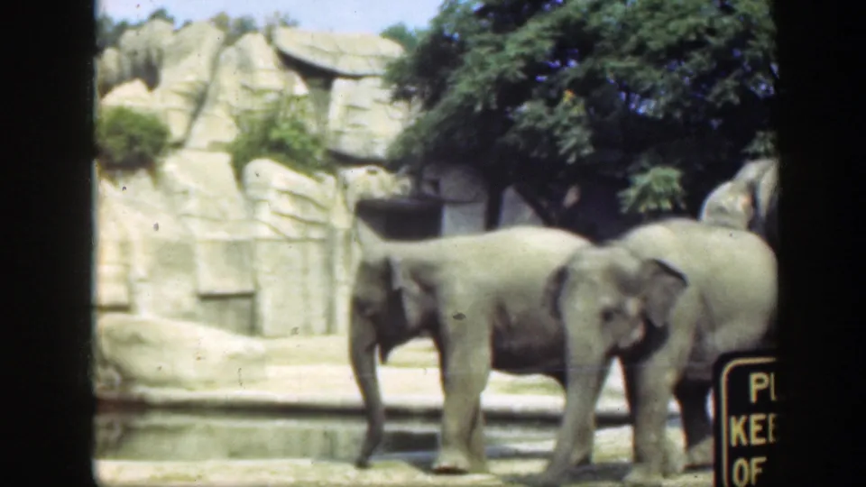 1948 Washington, DC zoo frame with elephants crossing near rockwork, trees, and a partial sign at the lower right edge.