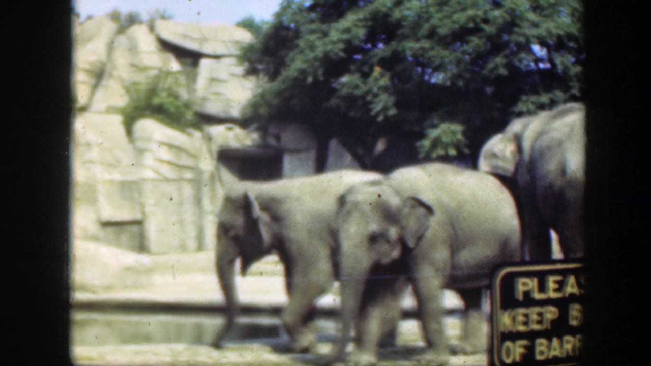 1948 Washington, DC zoo footage showing two young elephants walking near a barrier sign in a concrete habitat.