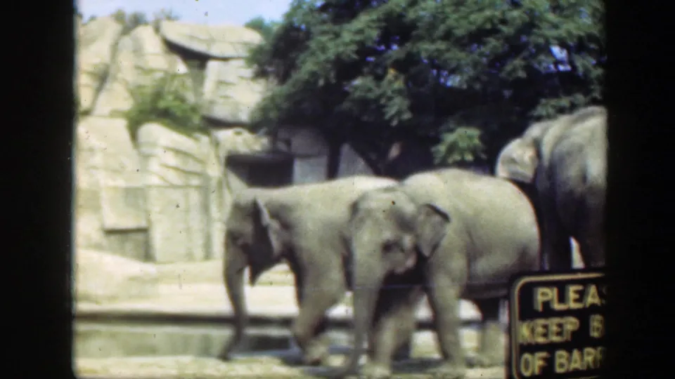 1948 Washington, DC zoo footage showing two young elephants walking near a barrier sign in a concrete habitat.