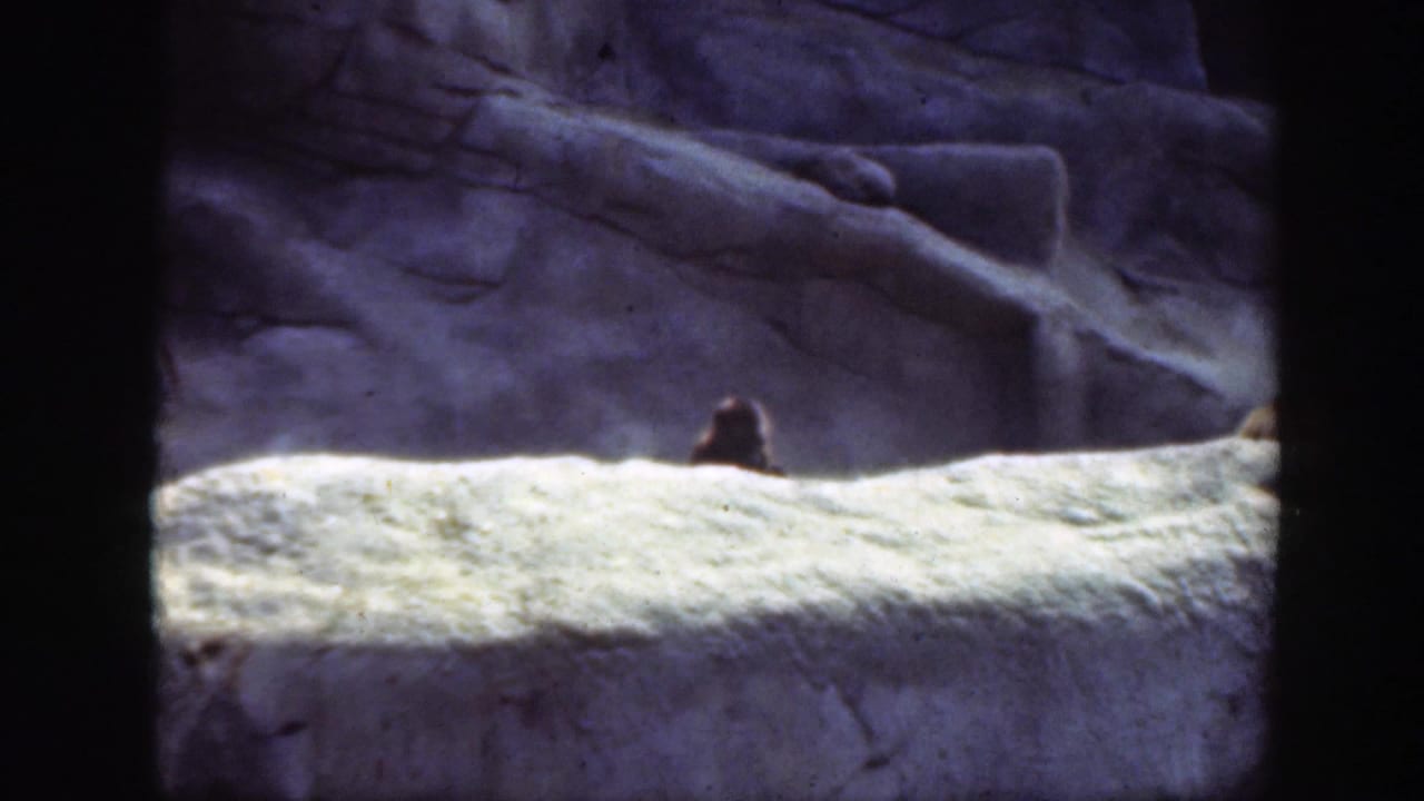 Small primate partly visible on a pale ledge in a rocky enclosure.